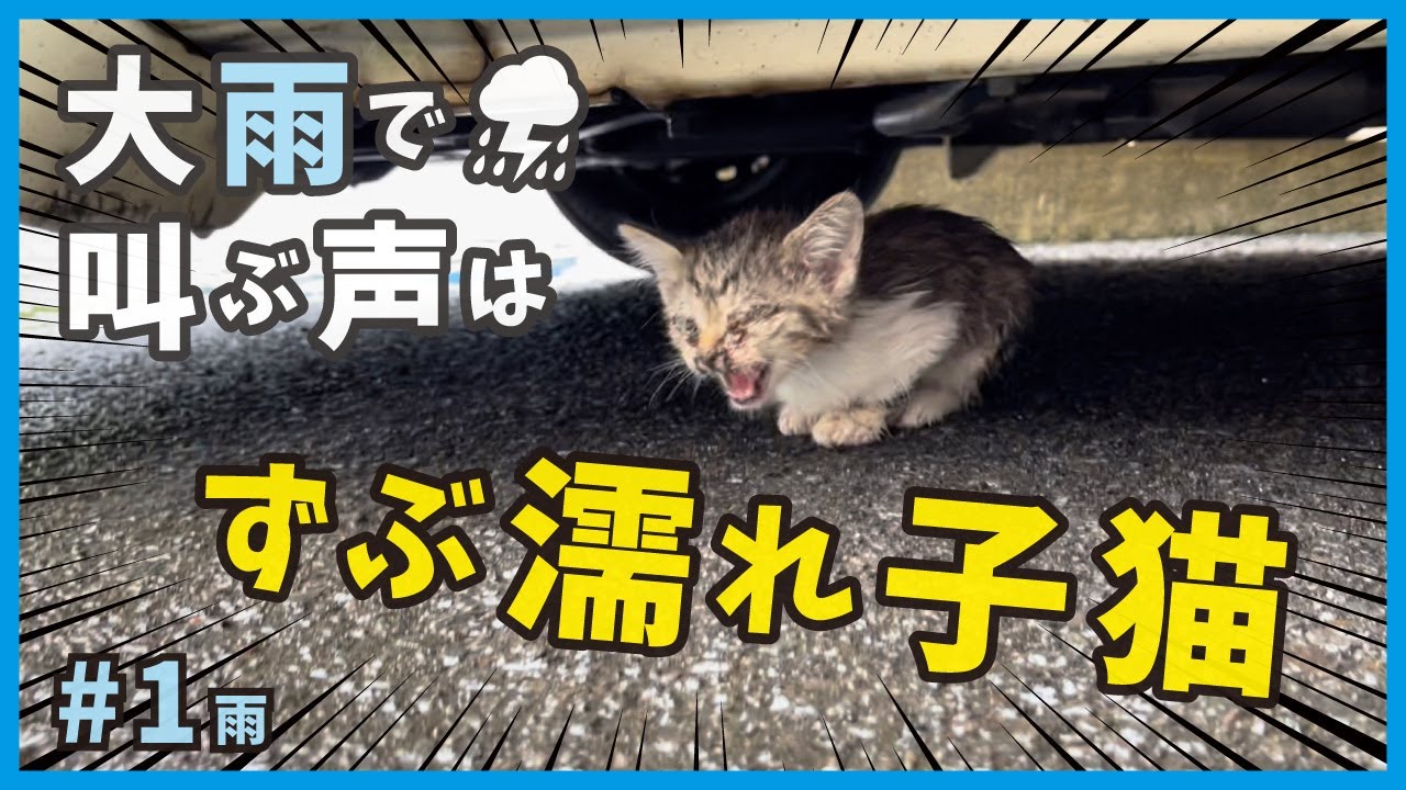 【子猫 保護】記録的な大雨の中、ずぶ濡れで鳴き叫ぶ子猫を保護しました。【大雨大猫風邪そして子猫・雨1】/ I rescued a kitten who caught a cold