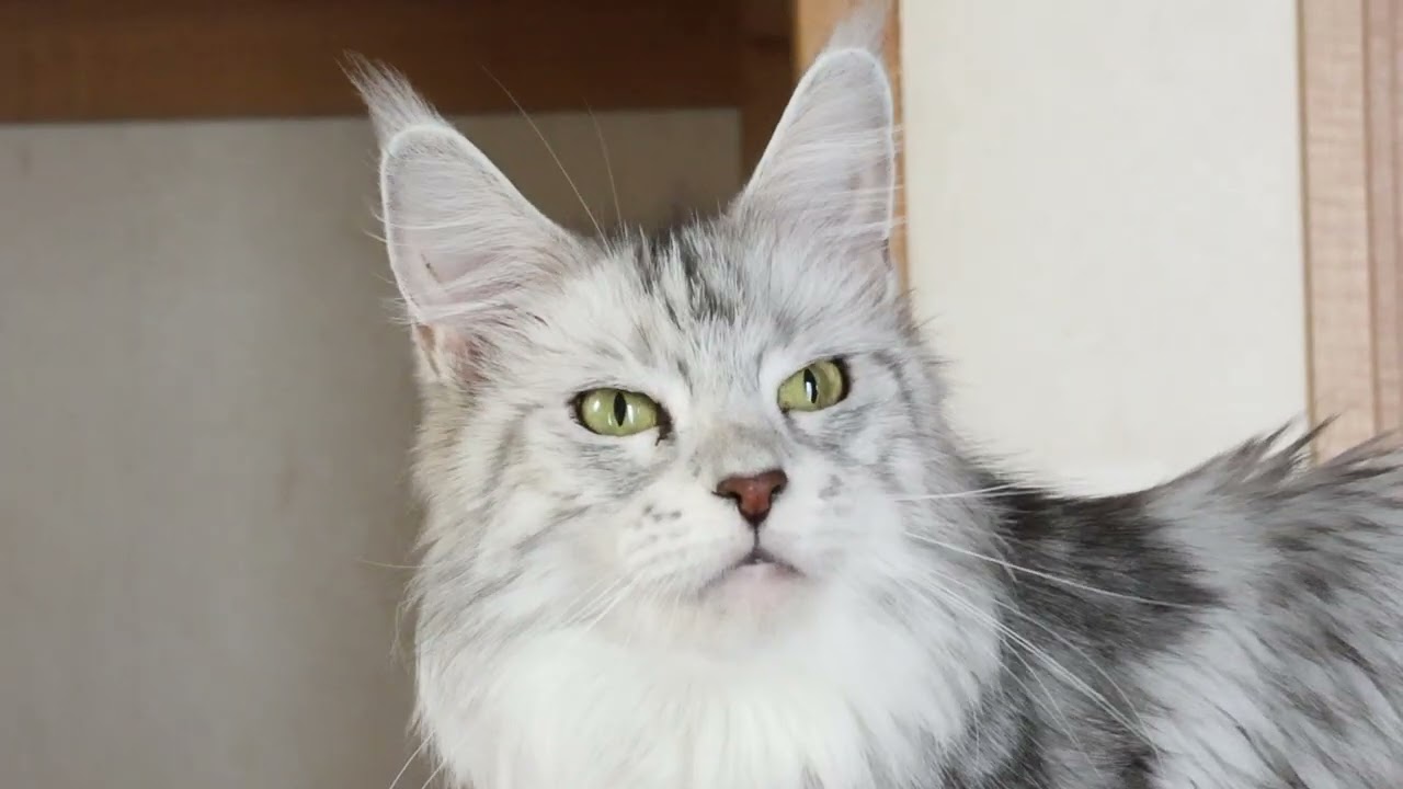 クールなメインクーン女子の千代さん