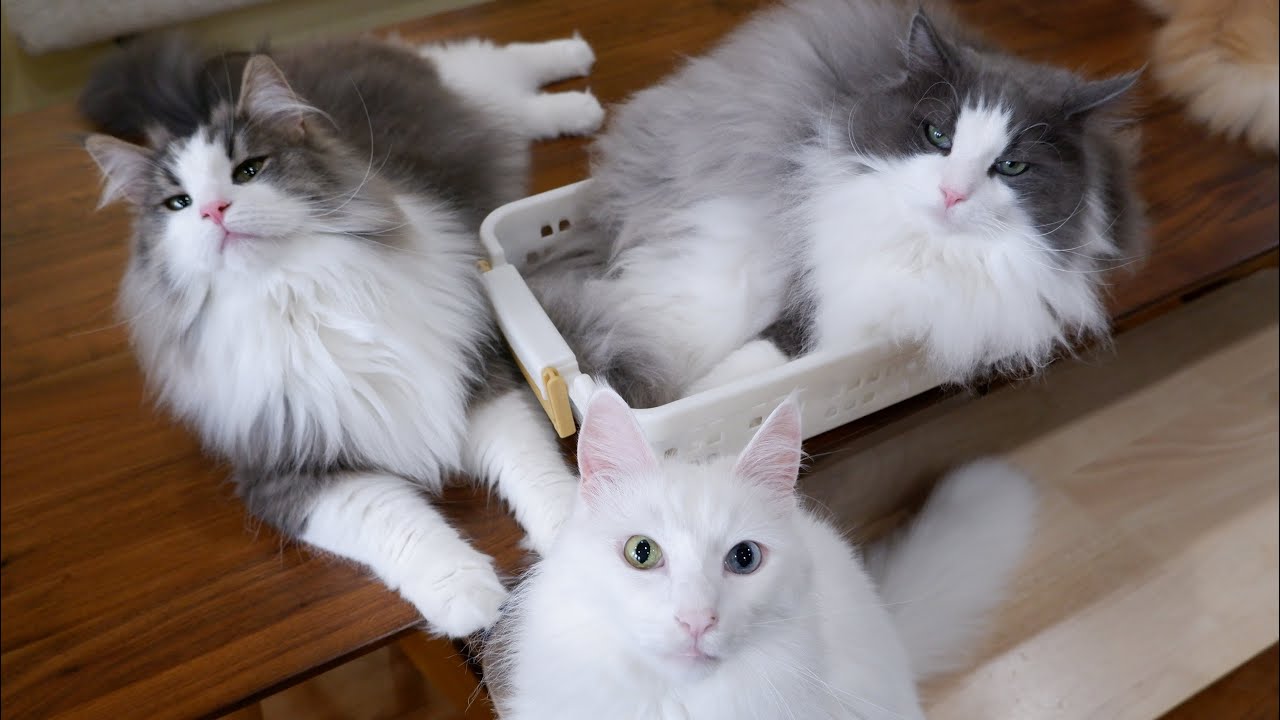 【仲良し❤︎】くっつく！可愛いもふ猫たち！ターキッシュアンゴラとノルウェージャンフォレストキャット