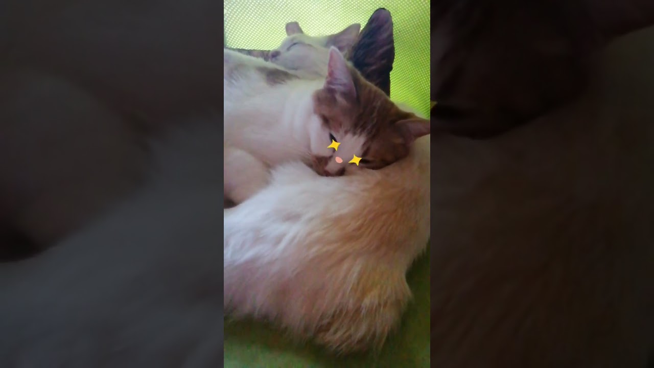 【ねこ動画】ゆきちゃんを枕にするきなこ🐱 #shorts #子猫 #ボブテイル