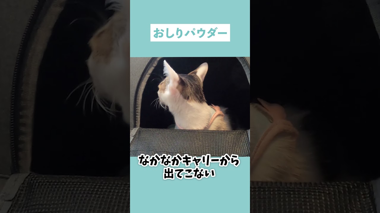 病院から帰ってきた子猫のフレーメンが可愛すぎた