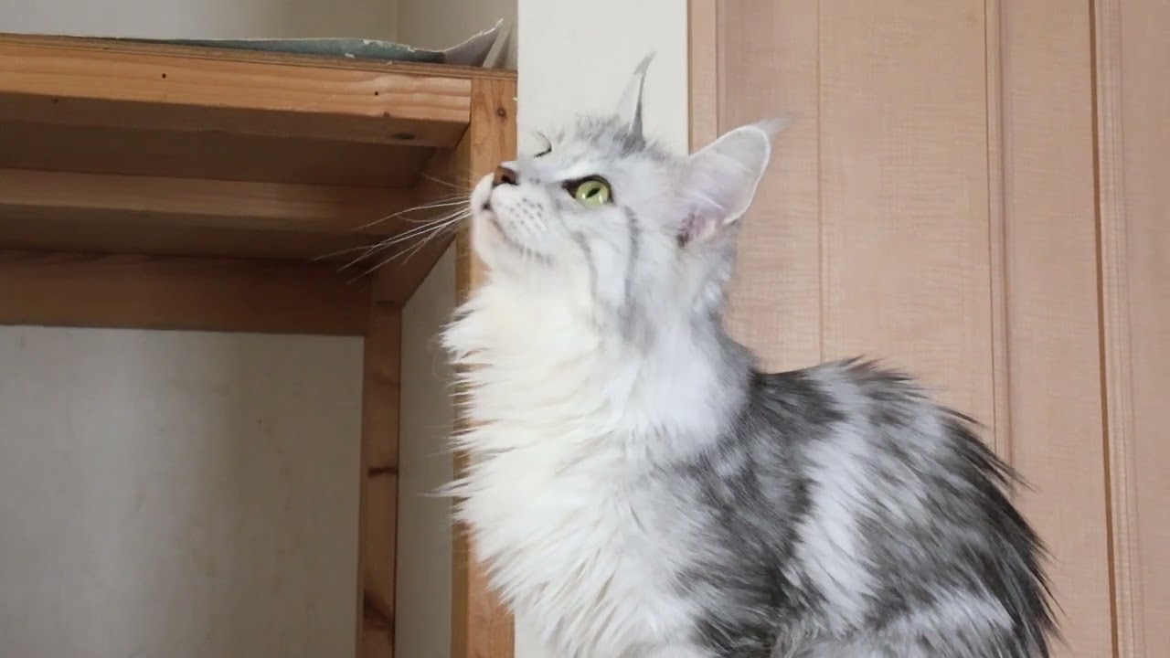 クールなメインクーン女子の千代さん