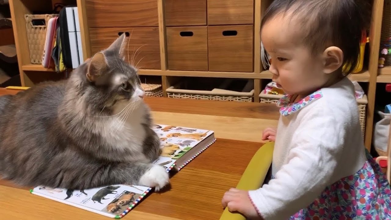娘からの間違った呼びかけに怒る猫　ノルウェージャンフォレストキャット　Cat angry at her daughter's wrong call