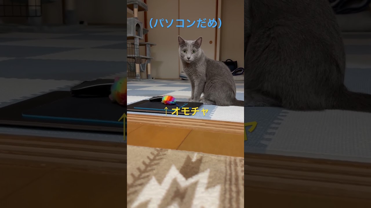 パソコンに嫉妬！オモチャをねだる可愛い猫（ロシアンブルー）#shorts