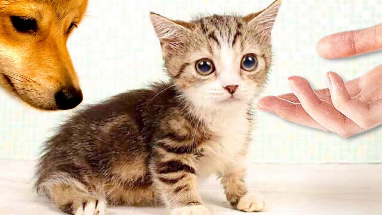 【マンチカンの子猫が柴犬の家にやってきた！】#みーみんずBaby cats & Shiba inu Dog Cute and Kitty