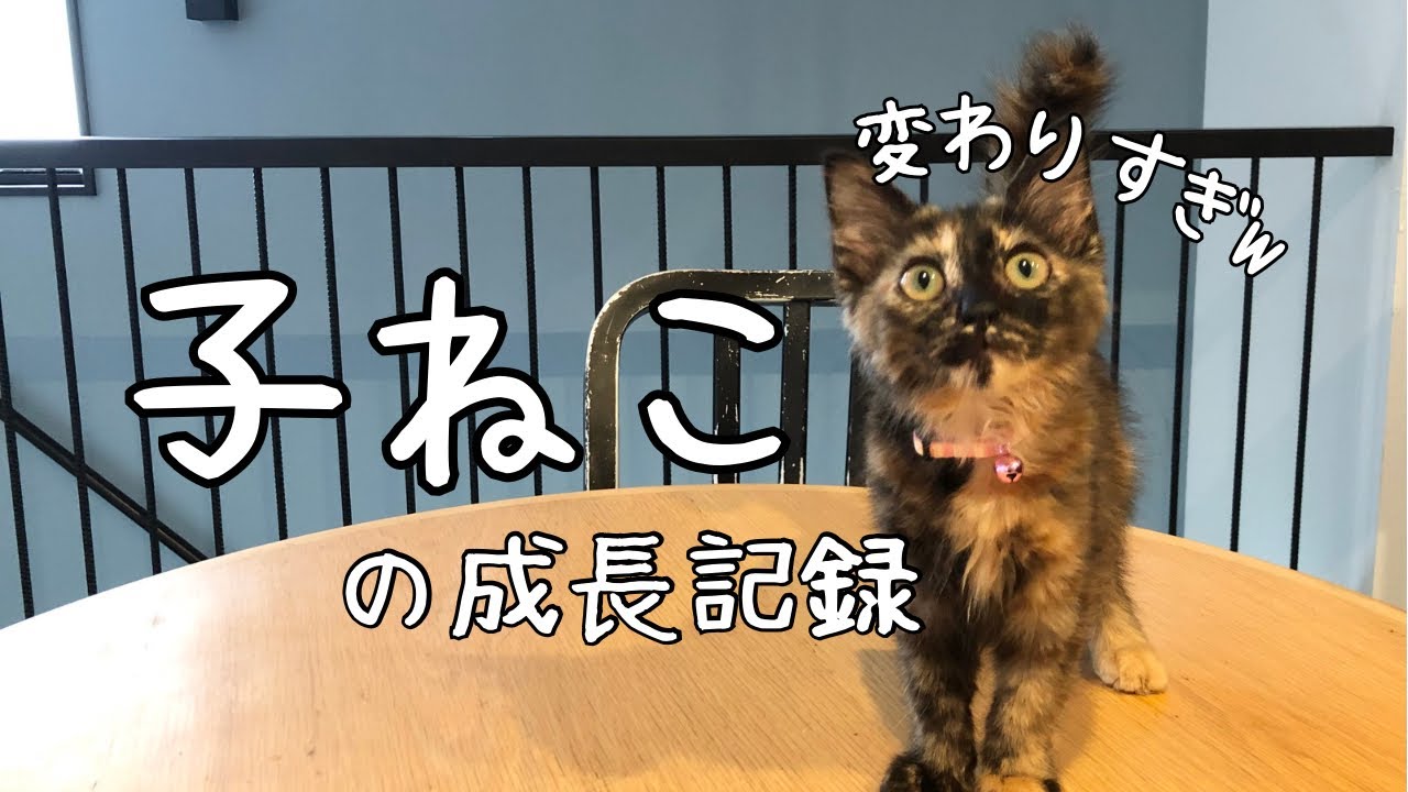 見た目変わりすぎw長毛サビ子猫の成長記録
