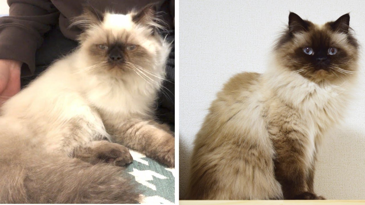 【ヒマラヤン】2歳の誕生日を迎えた猫の成長を振り返る