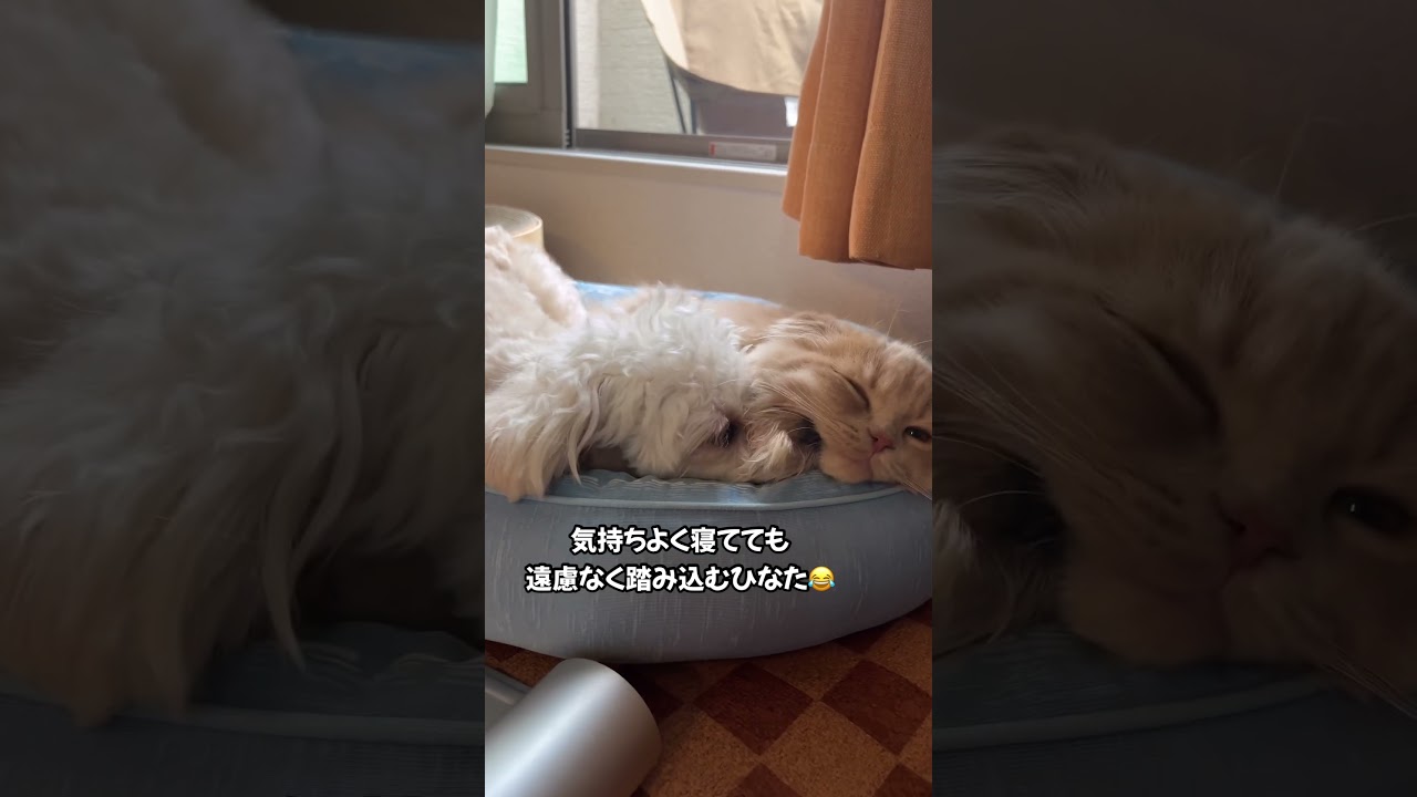 遠慮ない犬日本代表ひなた選手#チワプー #スコティッシュフォールド #犬 #dog #猫 #cat #かわいい #おすすめ #shorts #あさひなさんた