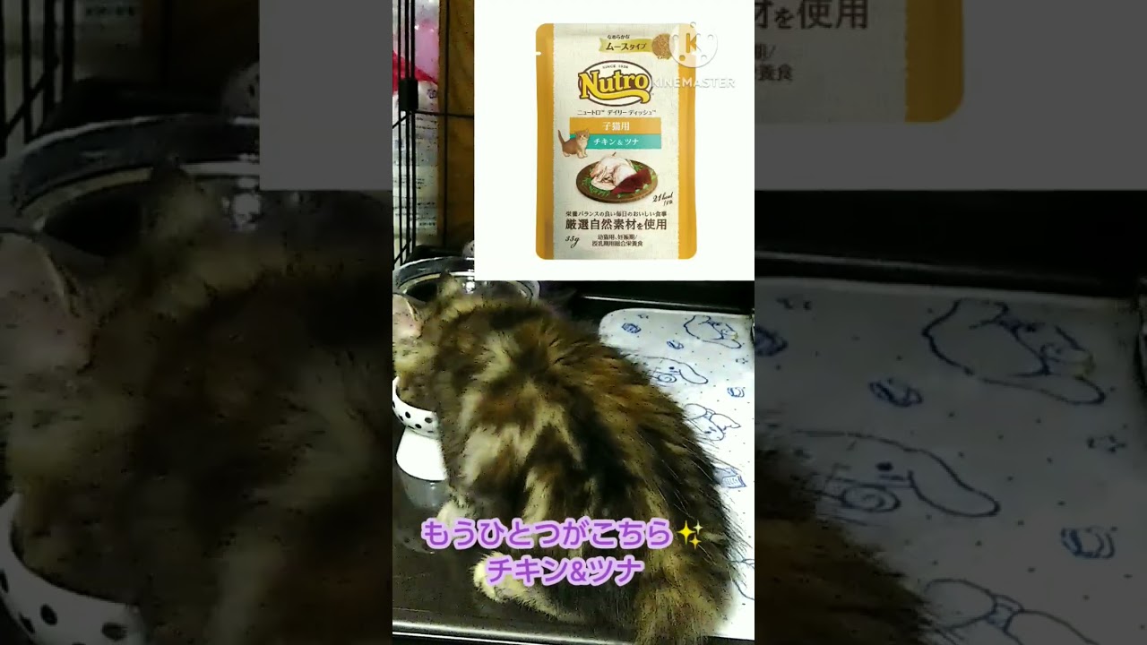 ３ヶ月の女の子サイベリアンのご飯