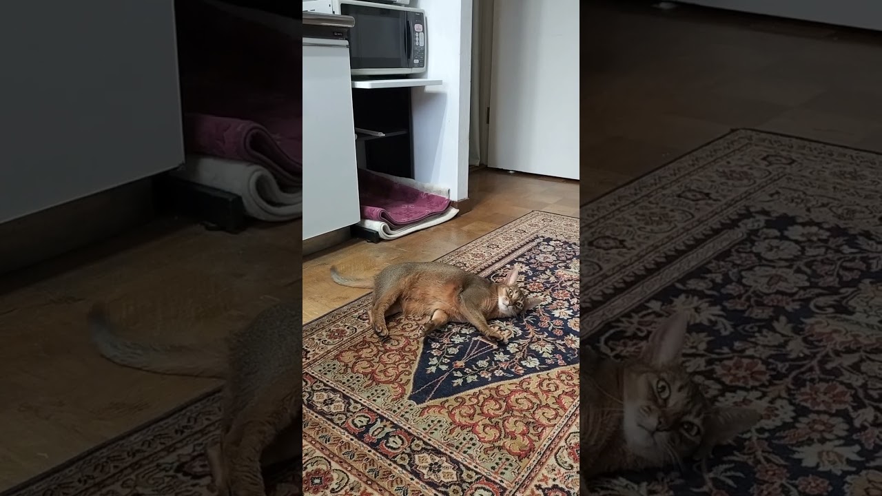 ネコ動画あび＃1703　#shorts　あびの毎日　アビシニアン　あび