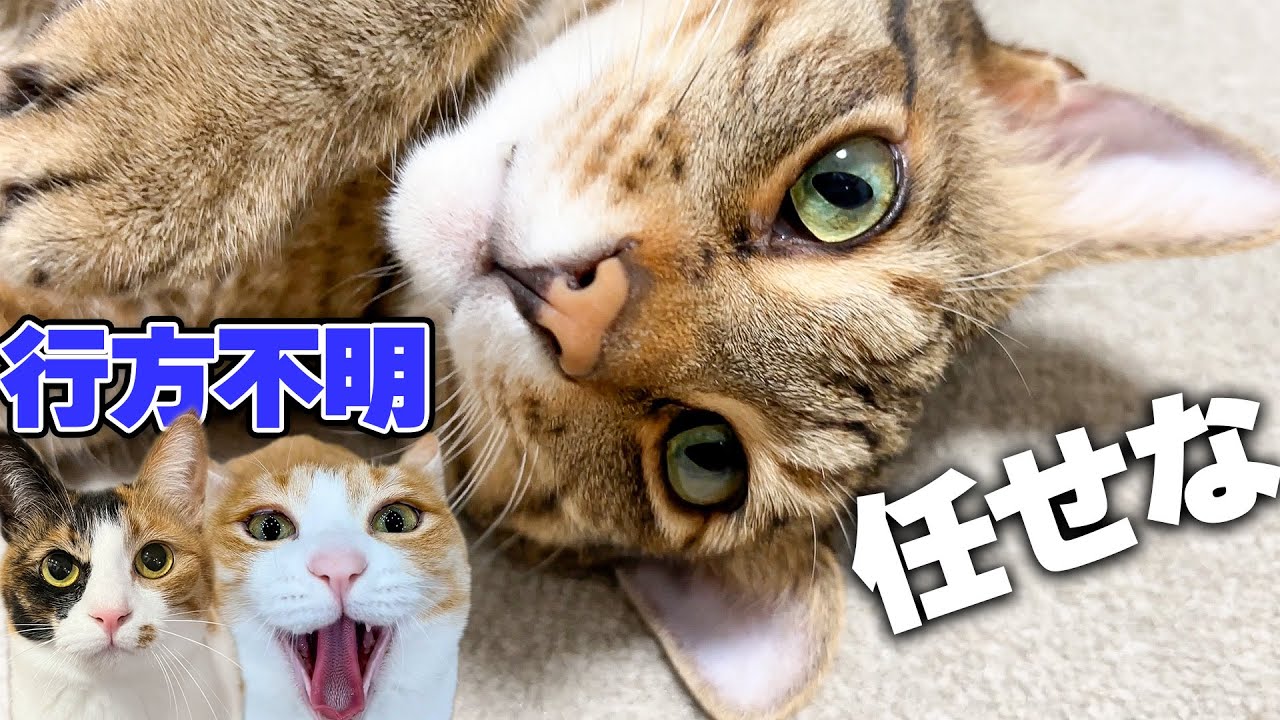 行方不明の猫たちを探すのを長男にすべて任せてみた結果…