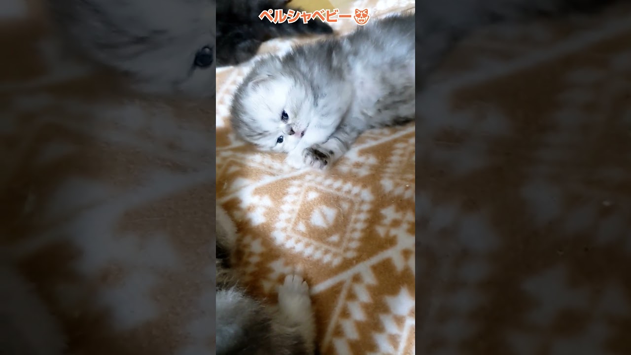 ペルシャの赤ちゃん😻横浜 子猫専門ブリーダー「律子の部屋」 #猫のいる暮らし #ペルシャ