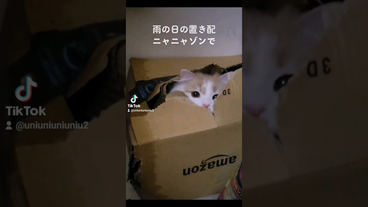 まさか濡れたダンボールに⋯油断した #ラガマフィン #猫動画 #cat #子猫 #shorts #イタズラ子猫