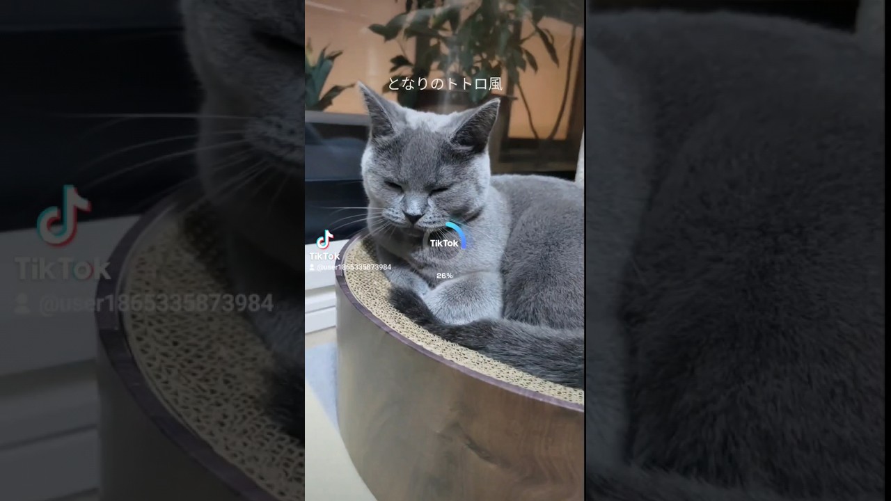 トトロ風にならない猫のシャルトリュー（Chartreux, a cat that doesn't look like Totoro）