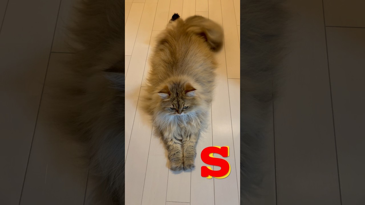 【スーパーなペルシャ猫】Superman‼