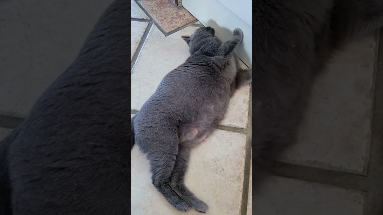 Kitten spielen im Bauch Royal Rumble