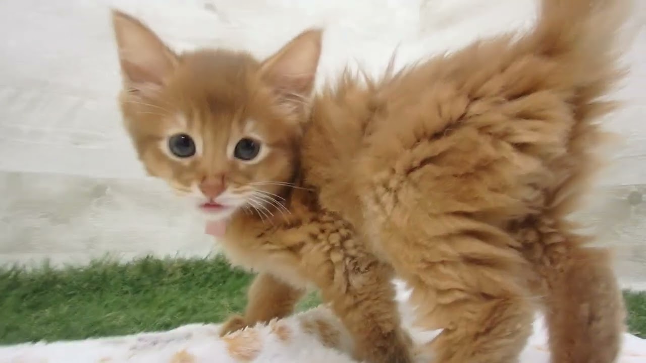 Coo&RIKU　No00636592 ソマリ