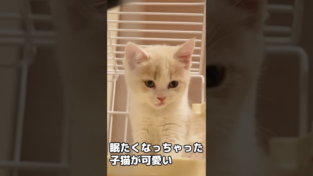 初めてのご飯を食べた後眠たくなっちゃった子猫が可愛いw