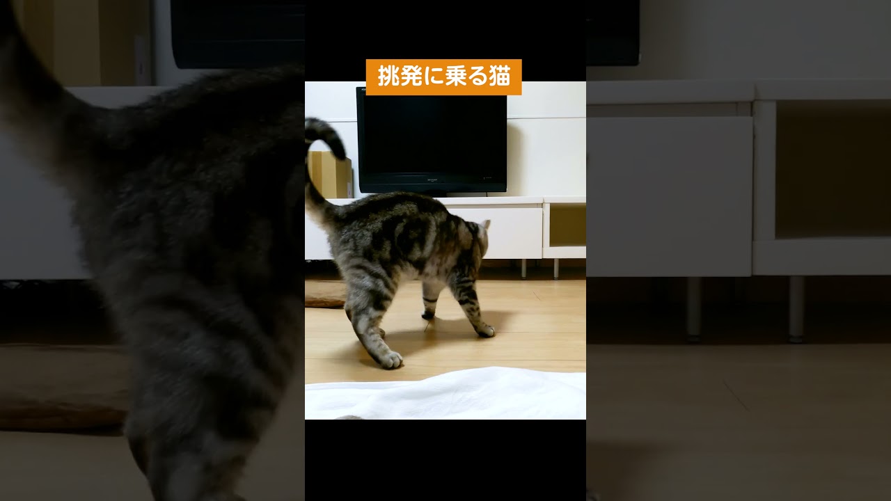 挑発に乗る猫【アメリカンショートヘアー】 #shorts #猫動画 #アメショ