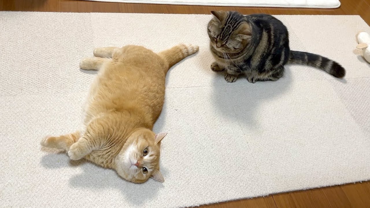 シャンプー後のふわふわな兄貴にダイブしたい弟猫