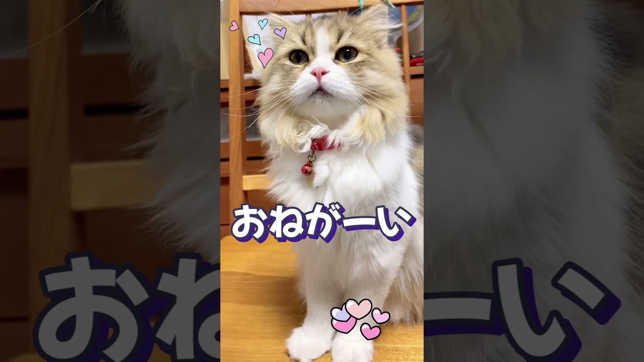 おねだりめめちゃん。 #スコティッシュフォールド #ねこのいる生活 #ねこのいる暮らし