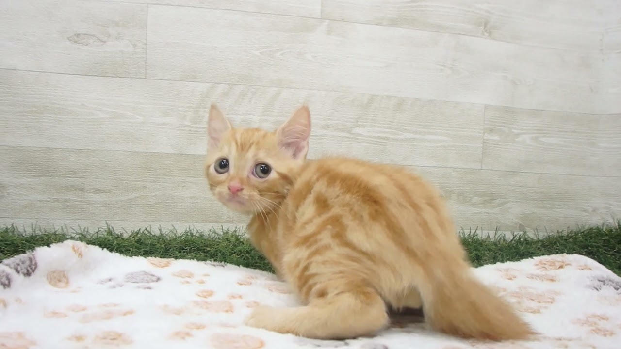 Coo&RIKU　No00638794 アメリカンショートヘアー