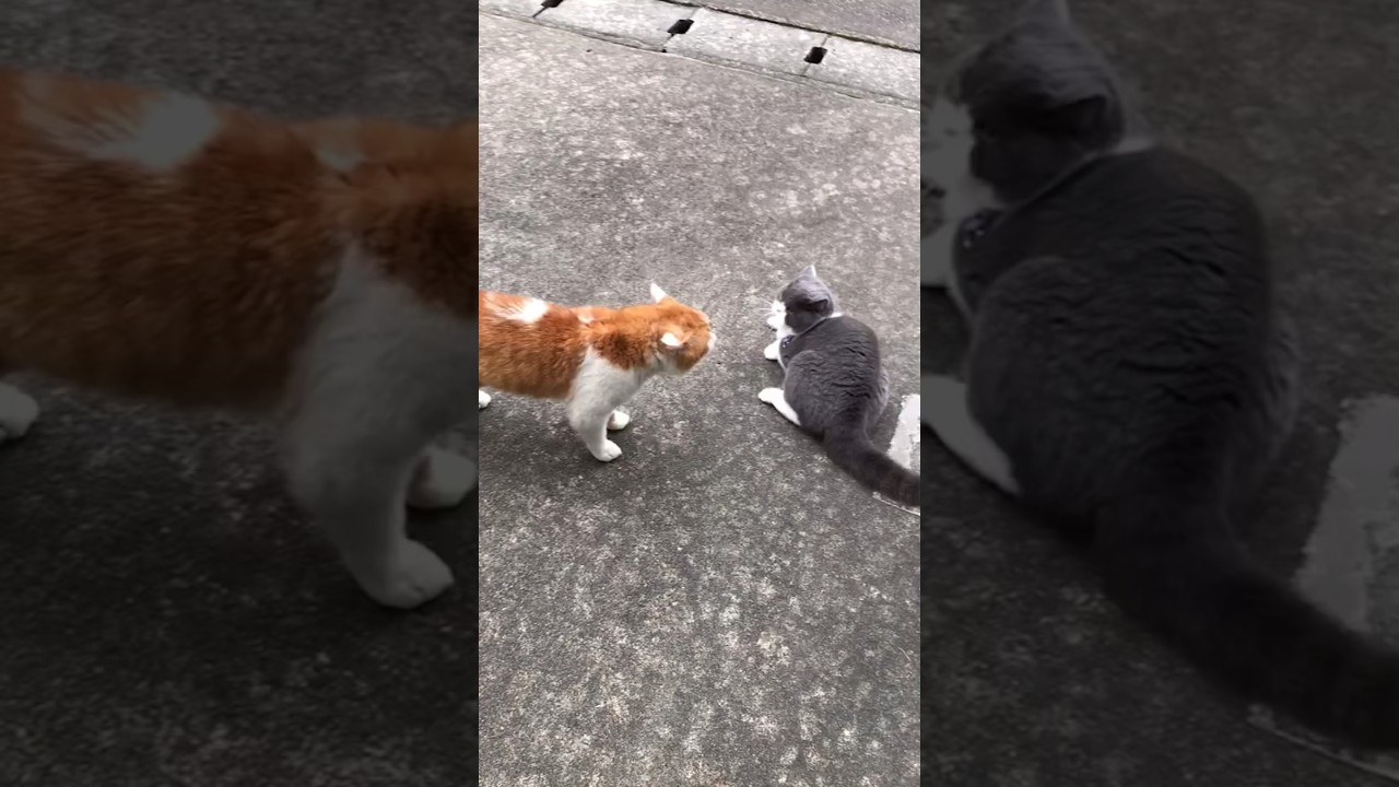 【一触即発】人生初、野良猫と遭遇　ペロちゃん、ハチワレ、茶トラ、威嚇、喧嘩　#ブリティッシュショートヘア #猫　[Immediately triggered] My first encounter