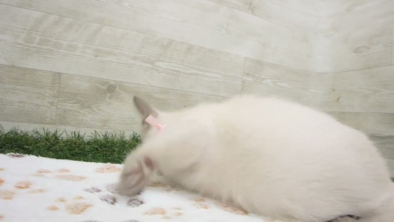 Coo&RIKU　No00638798 トンキニーズ