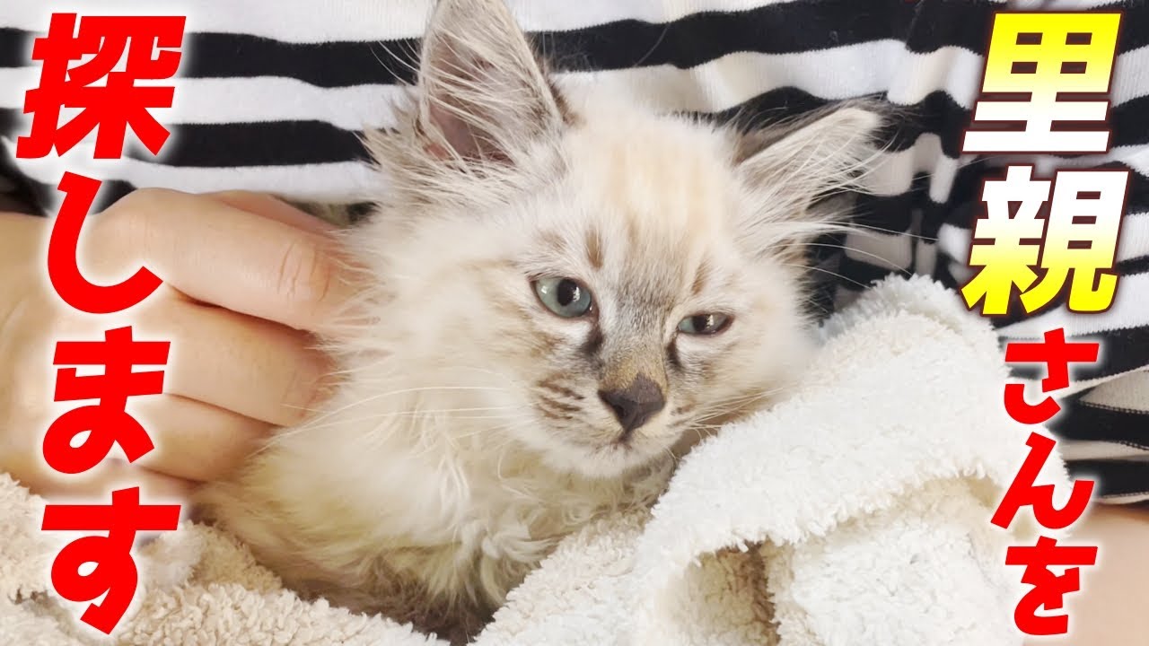 土砂降りの中飢えを凌ぐ為に雑草を食べていた子猫を保護しました！