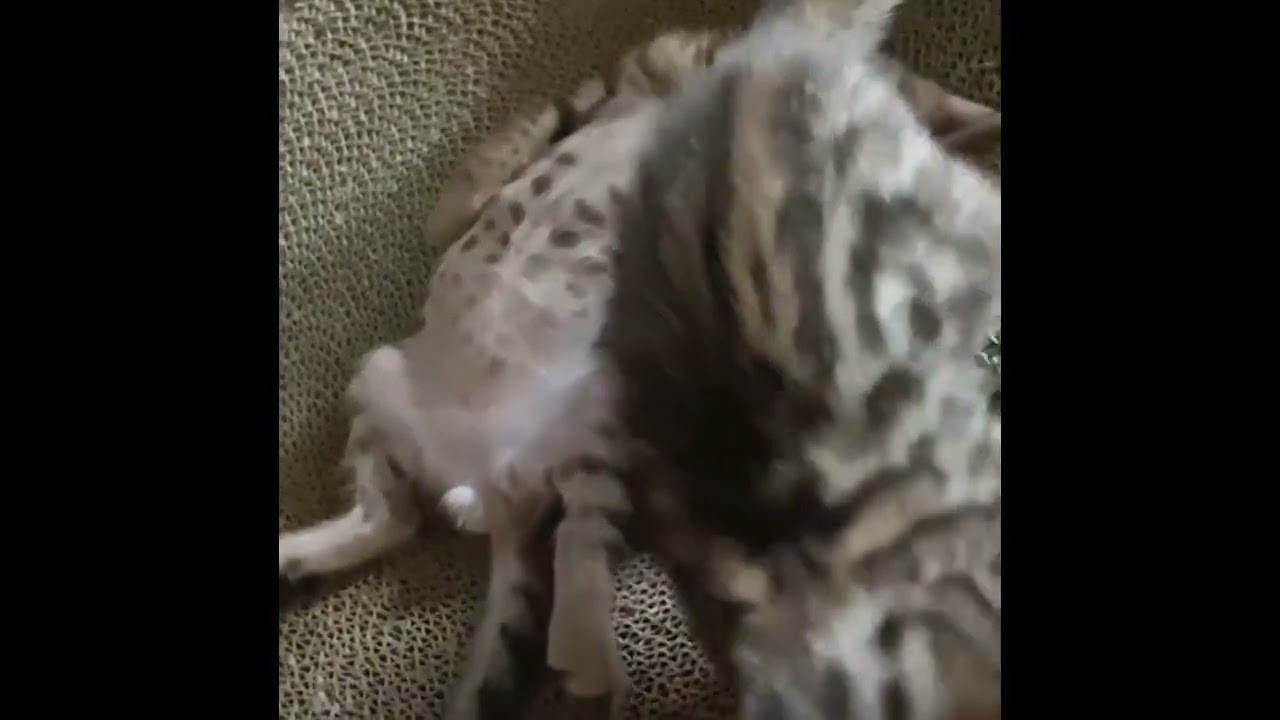 ベンガル 優しい男の子で、愛嬌のあるお顔が愛おしい🖤