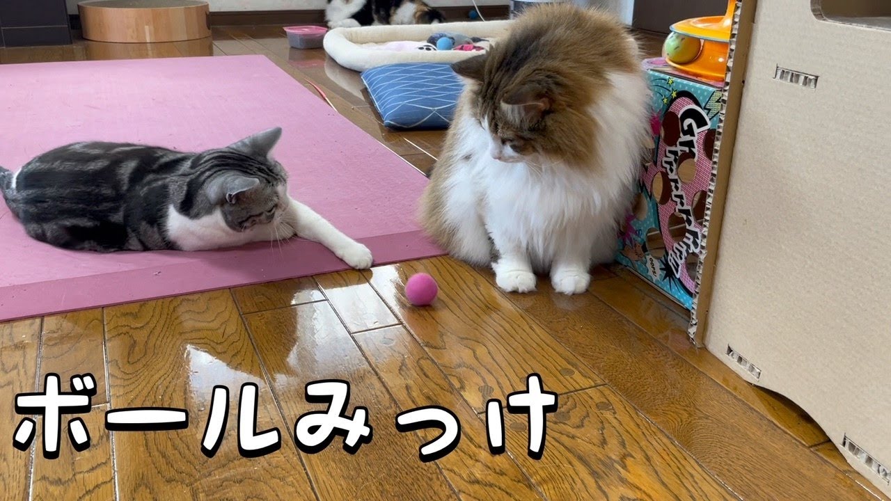 猫らしく遊ぶ猫が可愛い【ノルウェージャンフォレストキャット】【アメリカンショートヘア】