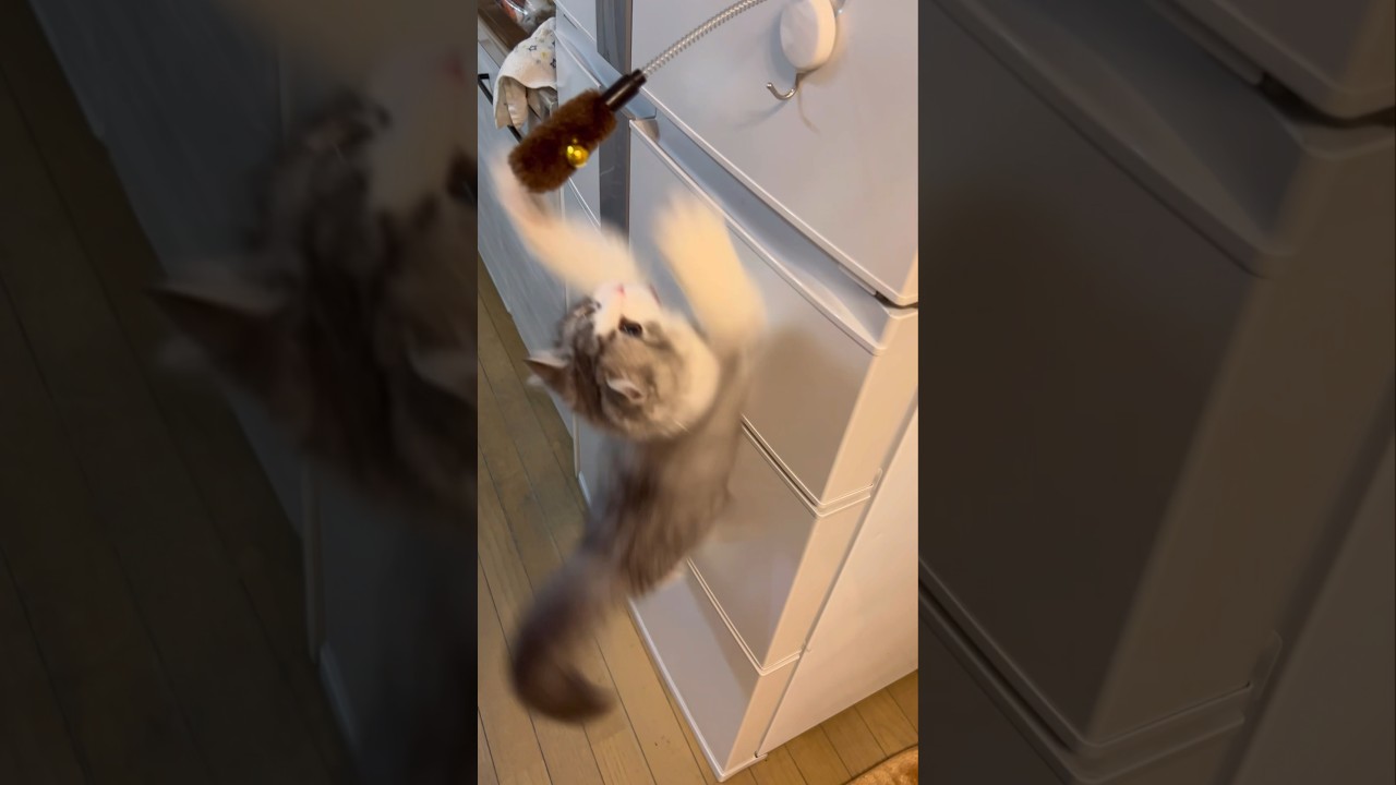 凄いジャンプ力￼❗️ スコティッシュフォールド❗️おうじ❤️男の子❗️子猫❗ 苏格兰折耳猫❗️マオ❗️ billii #cute #kitten #petlover#たっくんたっくん