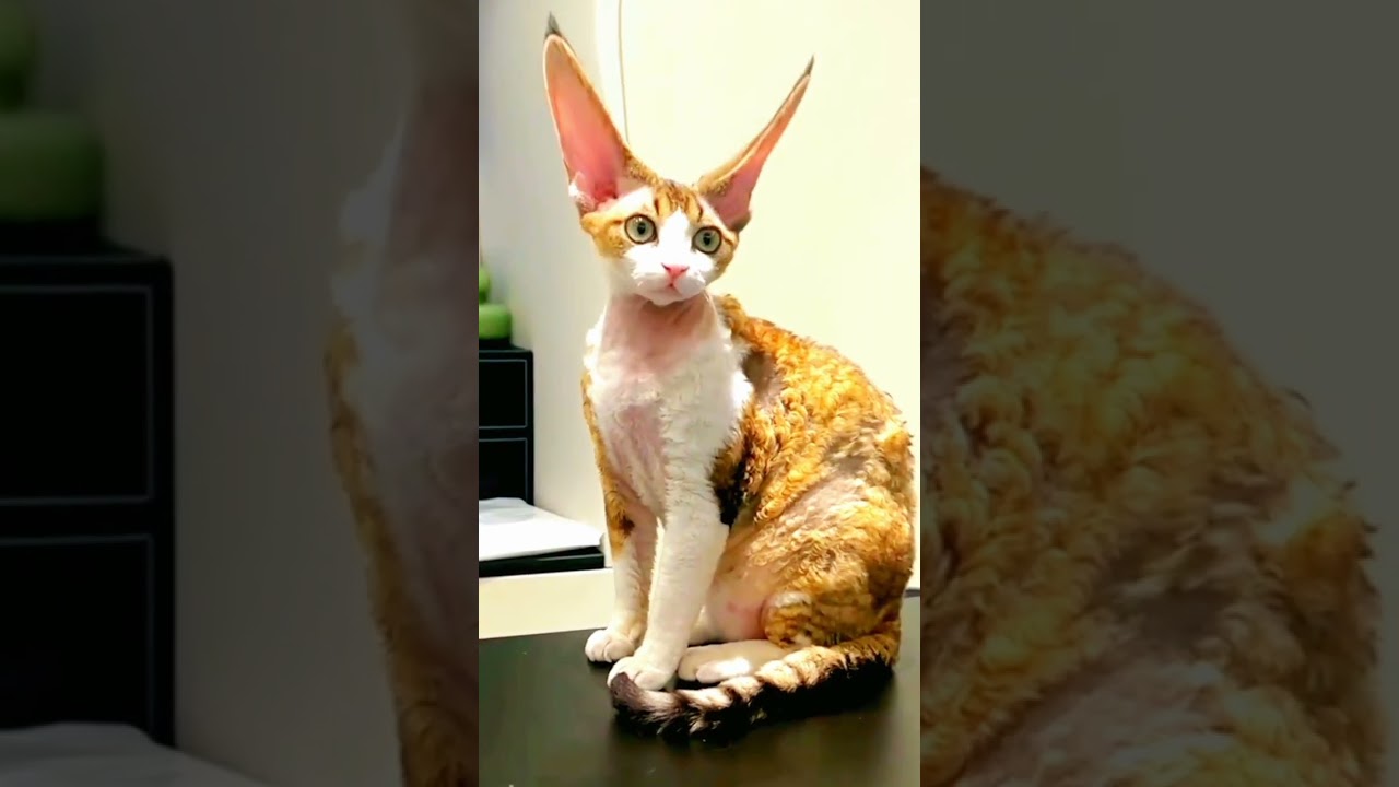 ឆ្មាត្រចៀកវែង