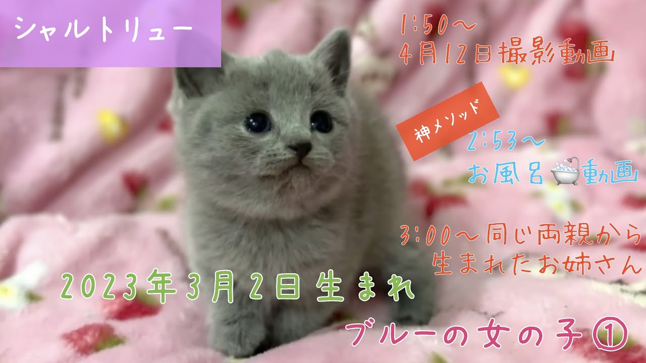 神メソッドお風呂動画【ナナハチ’s ROOM】シャルトリュー の女の子① 20230629
