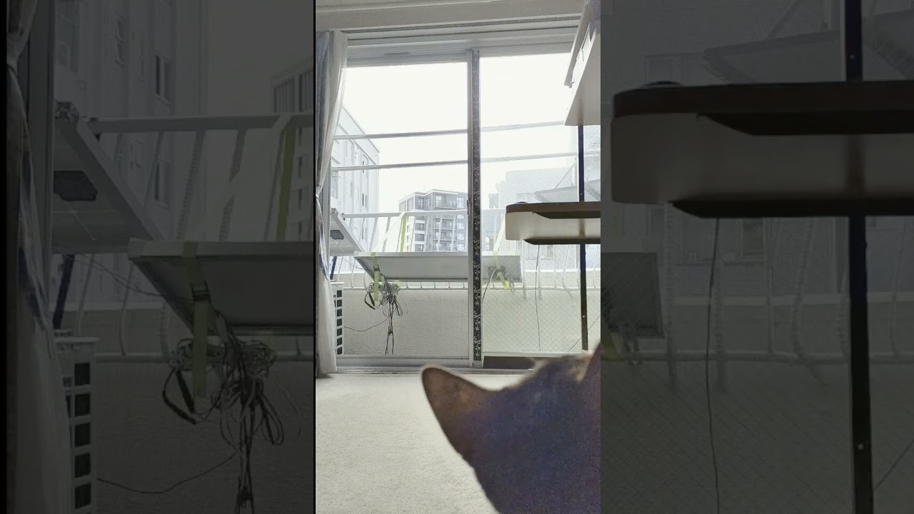 ネコ動画あび＃1479　#shorts　あびの毎日　アビシニアン　あび