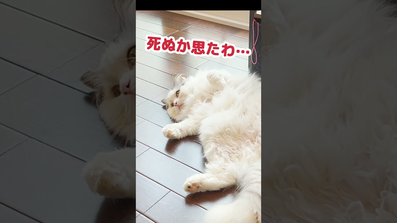 猫がゲロを吐きました… #Shorts