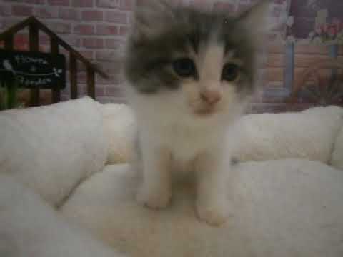 637130 ノルウェージャン・フォレストキャット