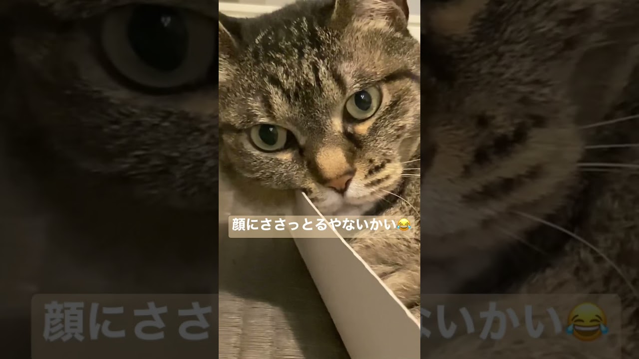 頭重すぎて、箱に顔がささるねこ　#猫のいる暮らし #猫動画 #バーチャル猫カフェ