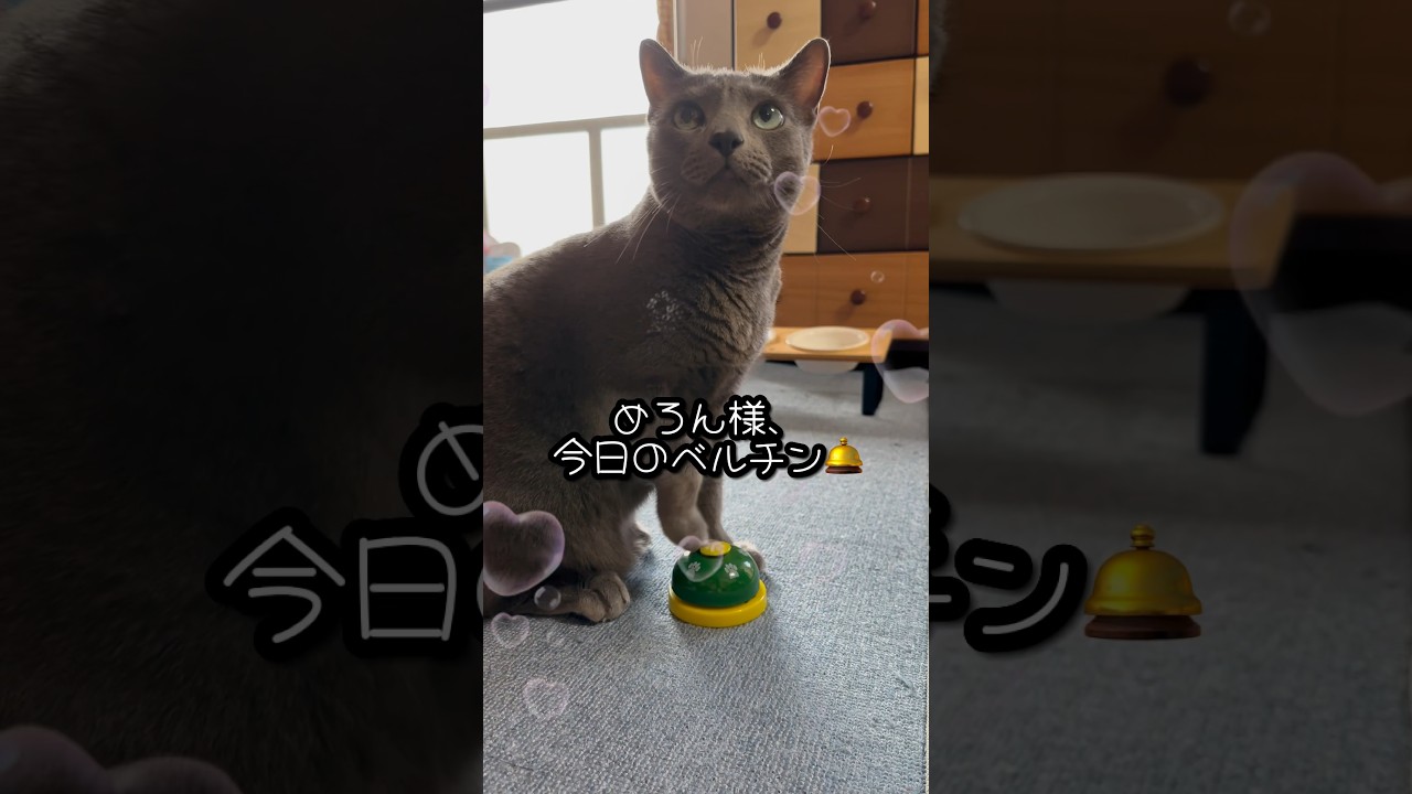 【ロシアンブルー】めろん、これだけ鳴らせば...ベル押し猫と言ってもいいでしょう🤭【猫】#shorts