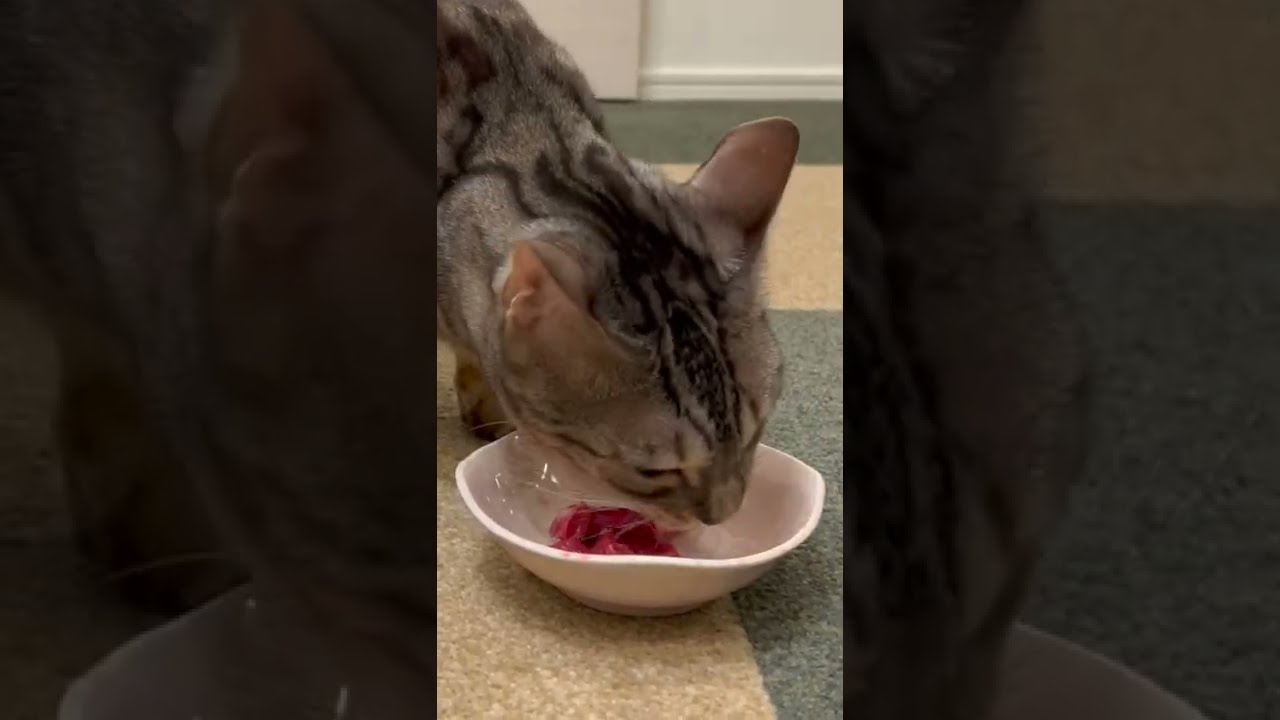 猫は高級な牛肉と安い牛肉どっちに食いつく？#shorts