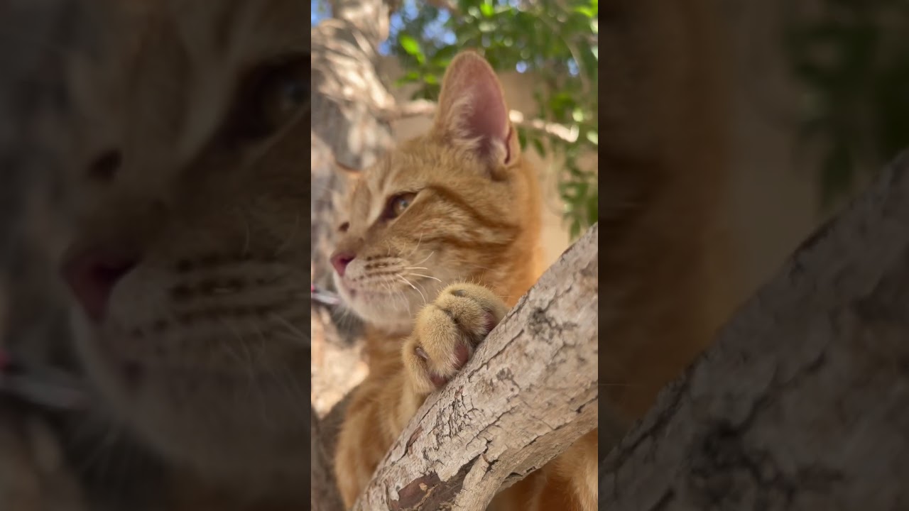 Brown cat video #ytshorts #shorts