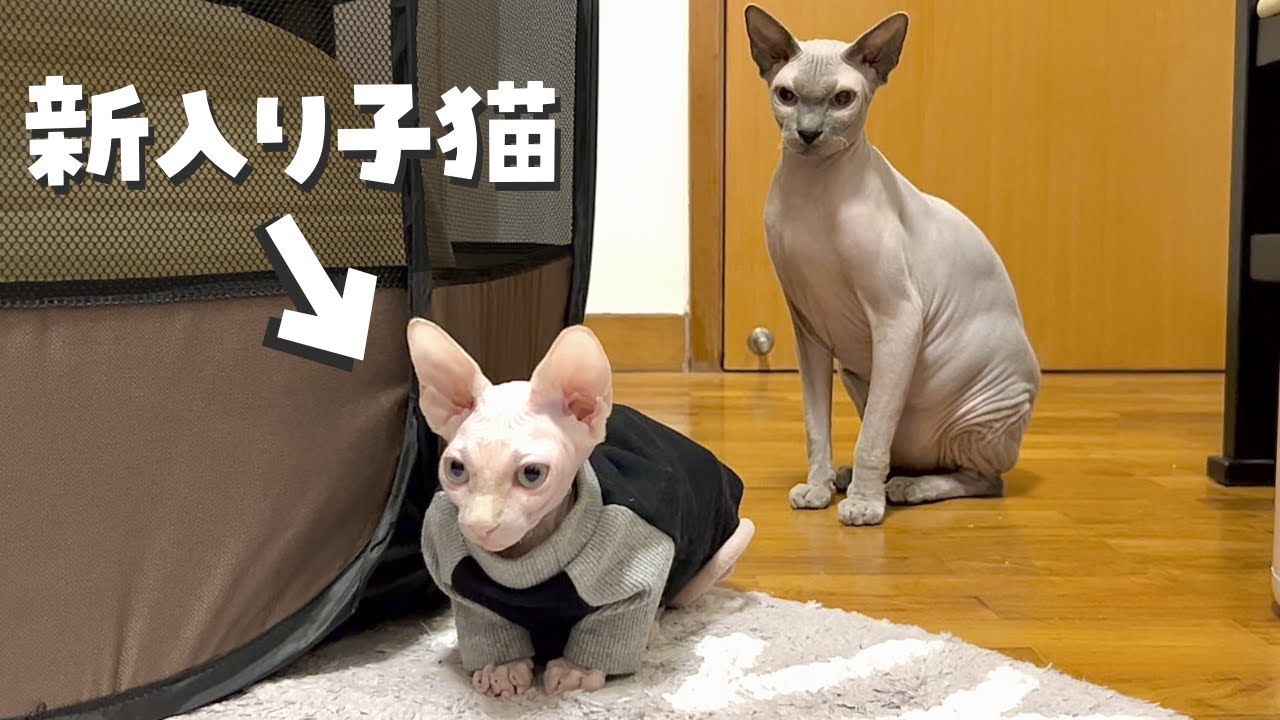 意外な展開！毛のない先住猫と新入り子猫の初対面【スフィンクス猫】