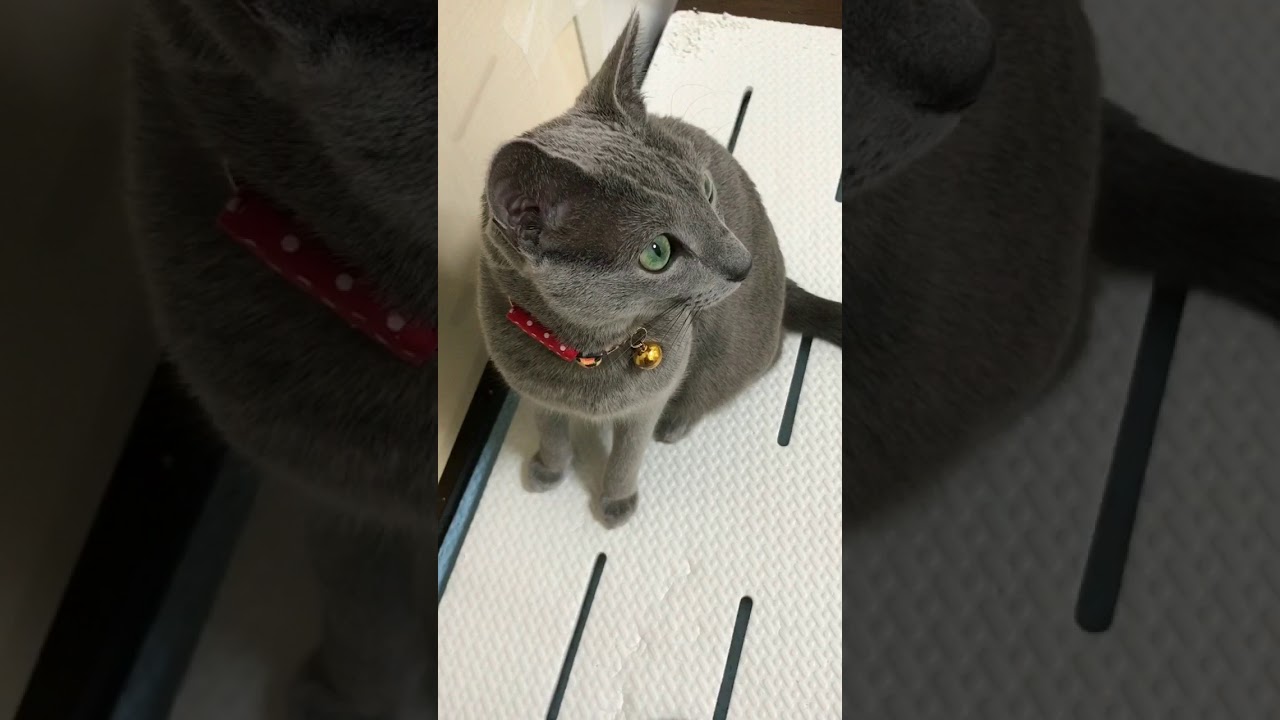 ロシアンブルーのロッチ君。様子見