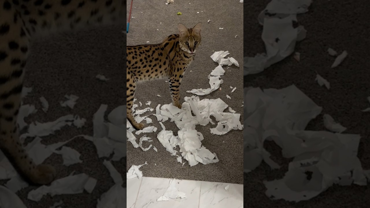 Serval DESTROYED Toilet Paper  #serval #cat