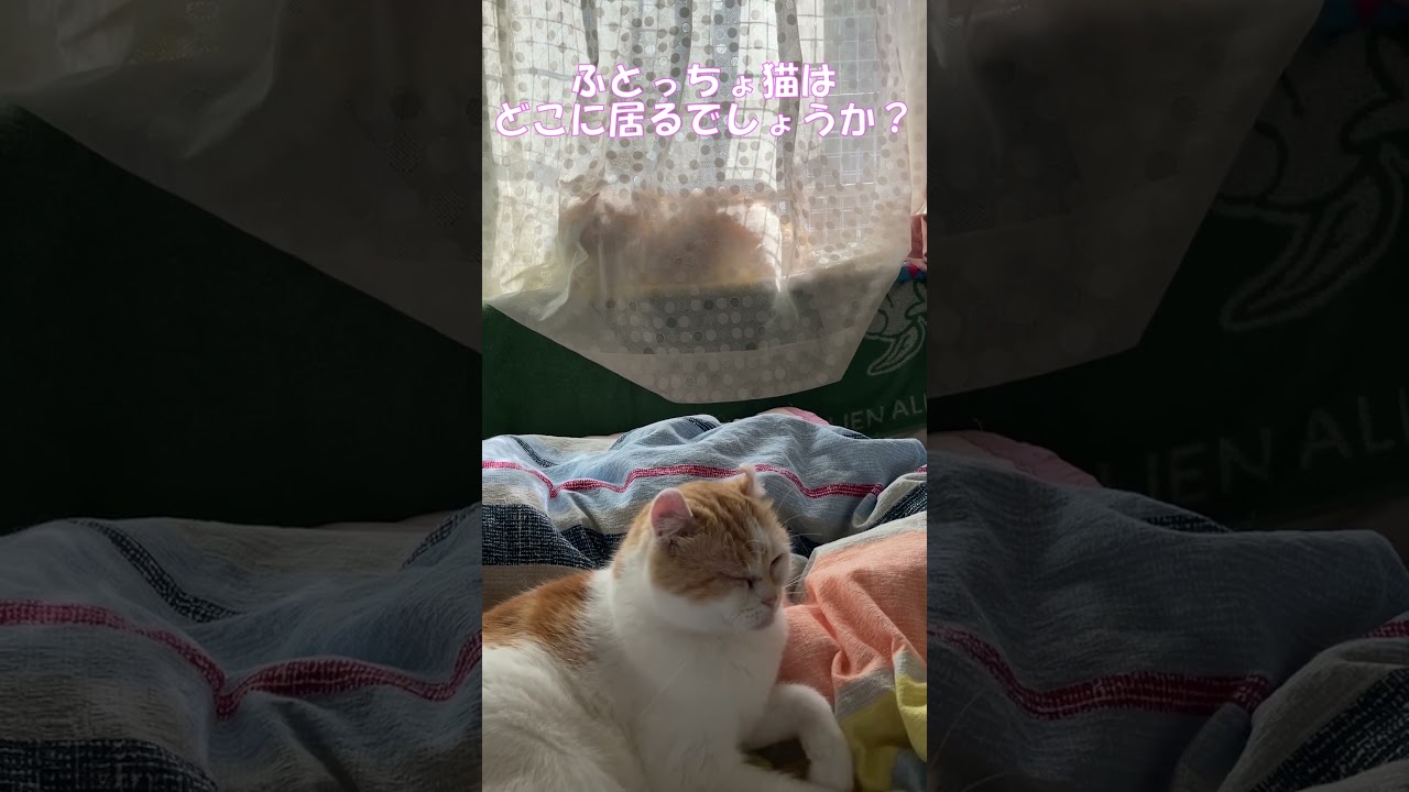 ふとっちょ猫はどこに居るでしょうか？ #shorts  #猫 #アメリカンカール #cat