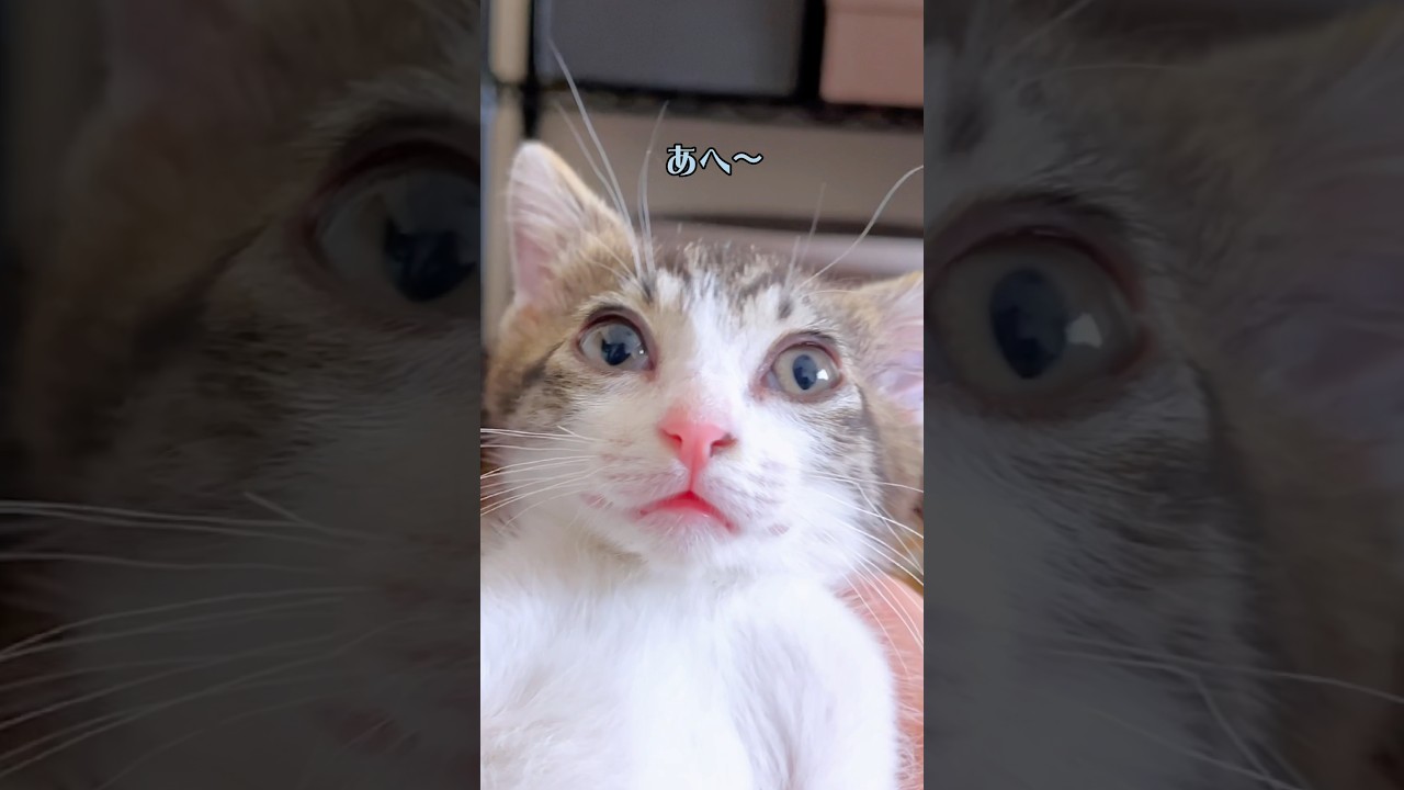 初めて子猫がマッサージを受けた時の顔が可愛すぎたwww【預かり保護猫】