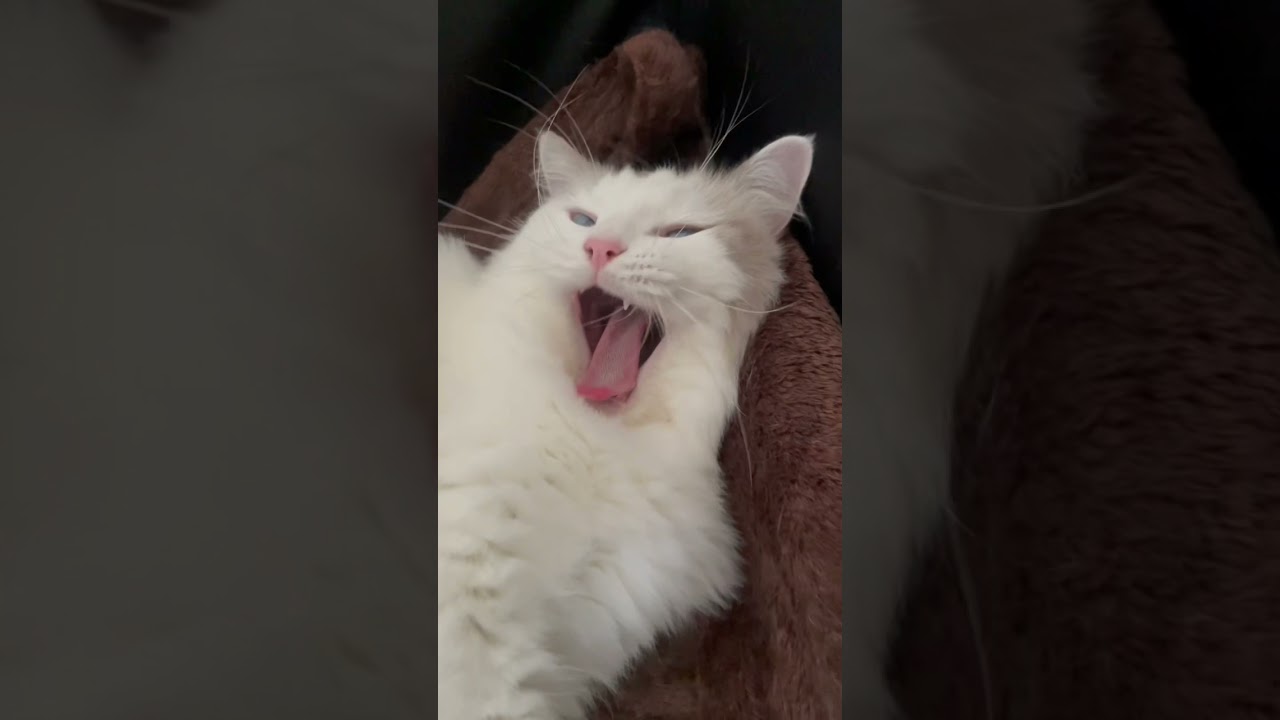 野生を忘れたネコ