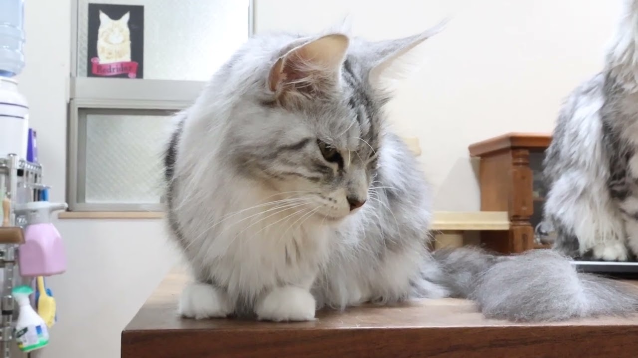 アンソニー君と交配メインクーン豊玉姫