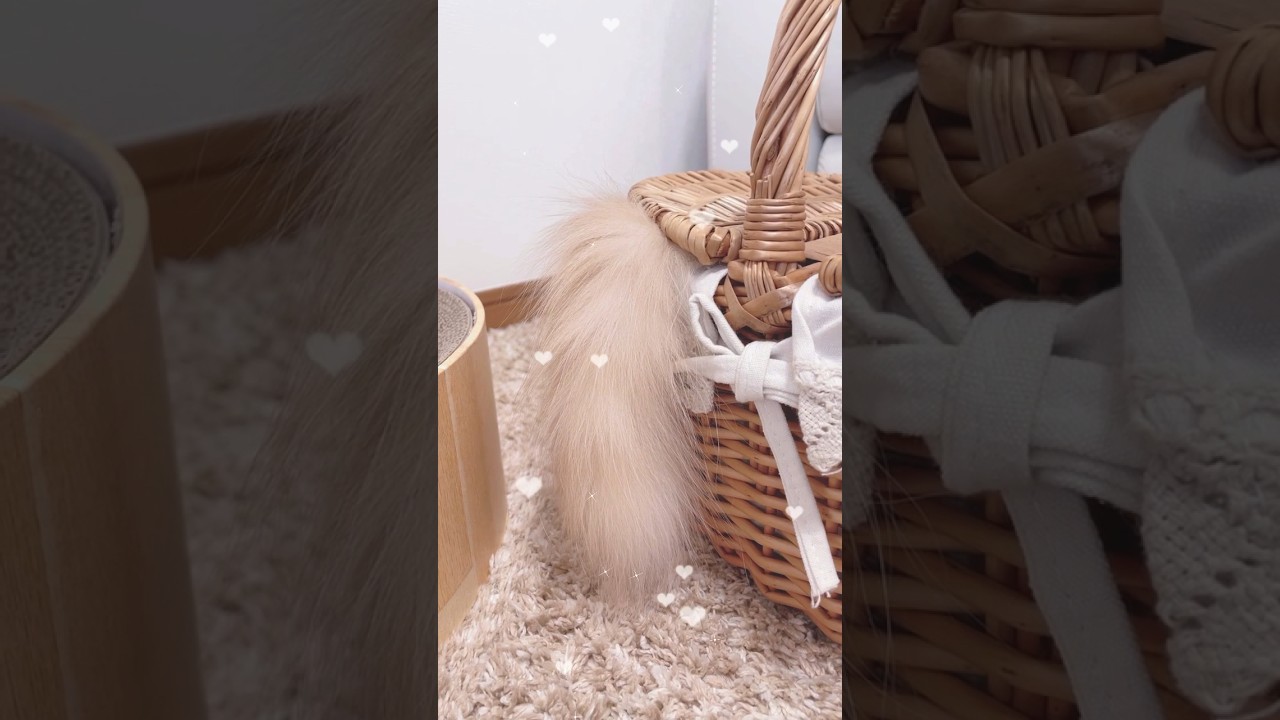 ひょっこり🐱 #cat #猫のいる暮らし #catvideos #ラガマフィン #猫