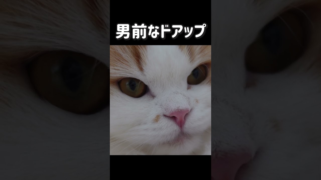 【スコティッシュフォールド】猫の男前ドアップ#shorts
